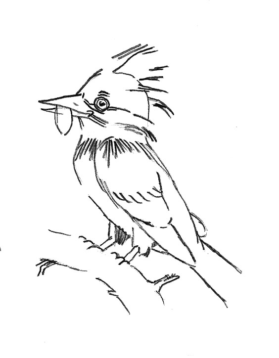 564x724 Drawing Guide