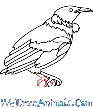 300x350 How To Draw A Tui