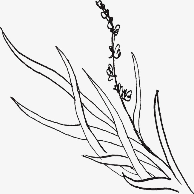 650x650 Lavender Line Drawing, Black, Line, Line Drawing Of Plant Png