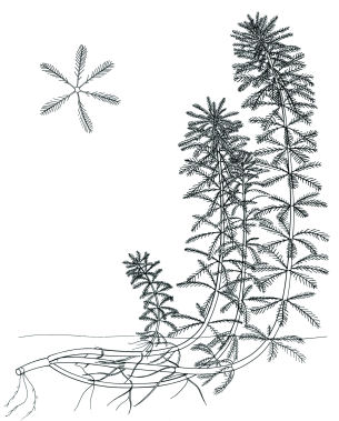 305x379 W2o! Parrot Feather