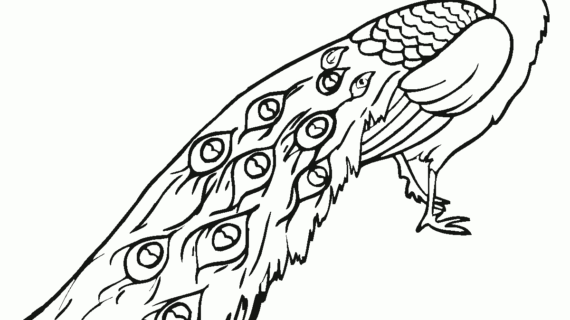 570x320 Outline Drawing Of Peacock Free Printable Peacock Coloring Pages