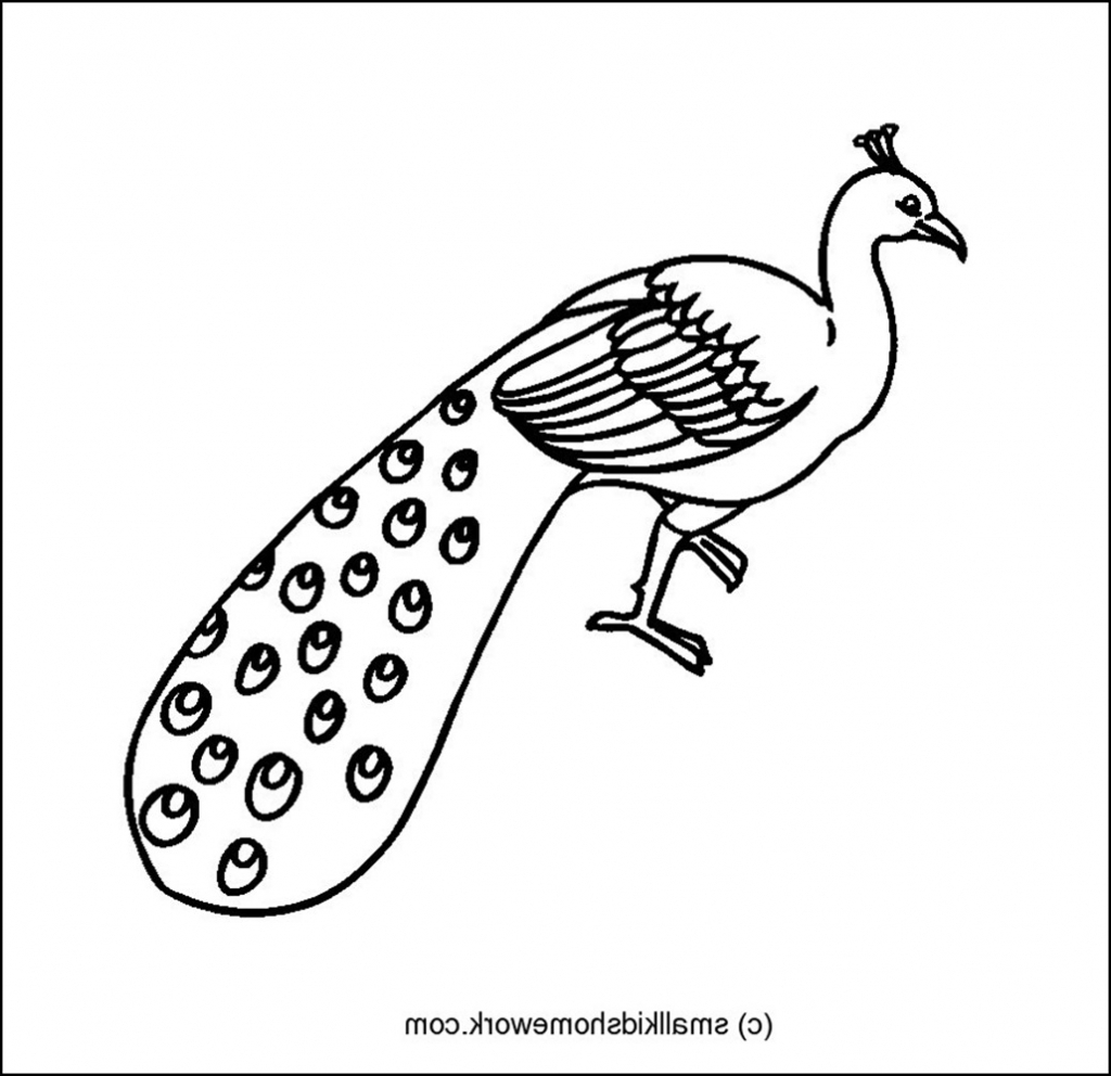 1024x992 Super Cool Peacock Outline 244 Best Peacock Line Drawings Images