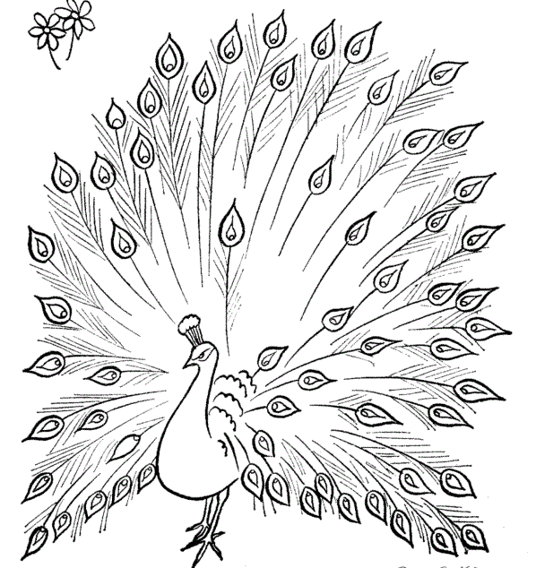 598x634 Peacock Open Tail Drawing Peacocks Colouring Pages