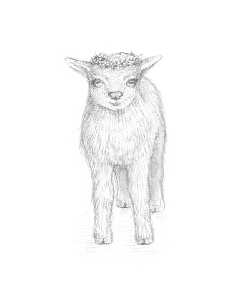 850x990 How To Draw A Goat Step By Step