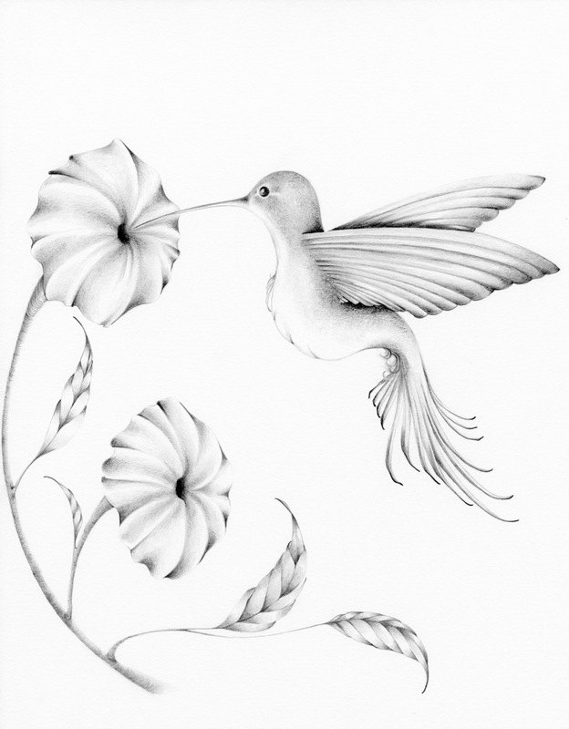 624x800 Hummingbird Drawing Giclee Fine Art Print Of My Original