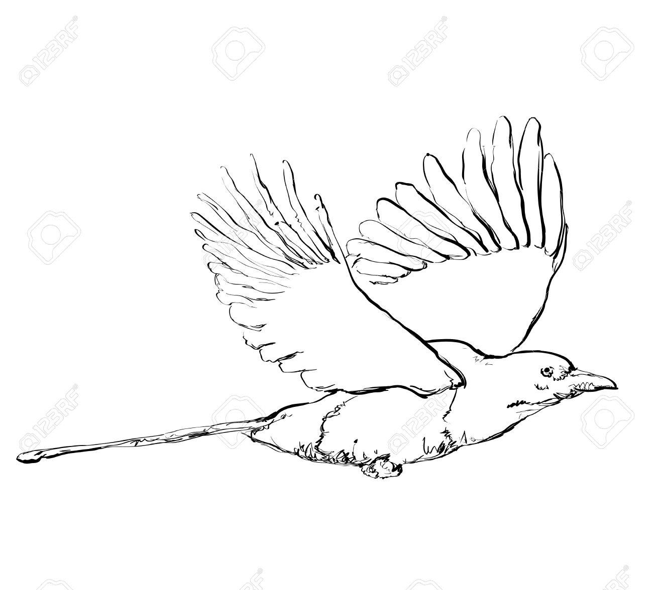 1300x1176 Hand Drawn Crow In Flight. Birds Doodles Sketch. Royalty Free