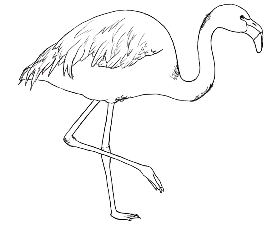 870x724 How To Draw A Flamingo