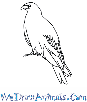 300x350 How To Draw A Black Kite