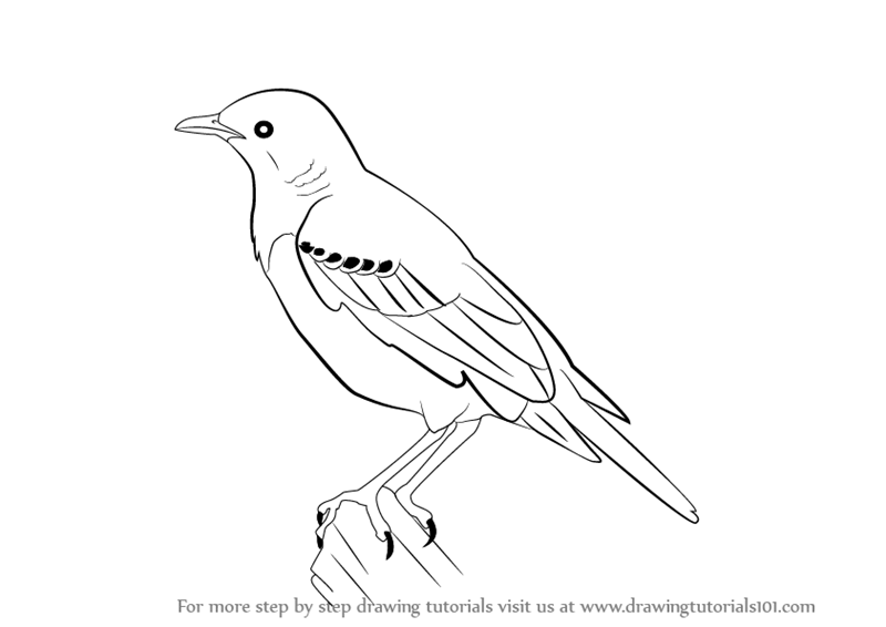 800x566 Learn How To Draw A Starling (Birds) Step By Step Drawing Tutorials