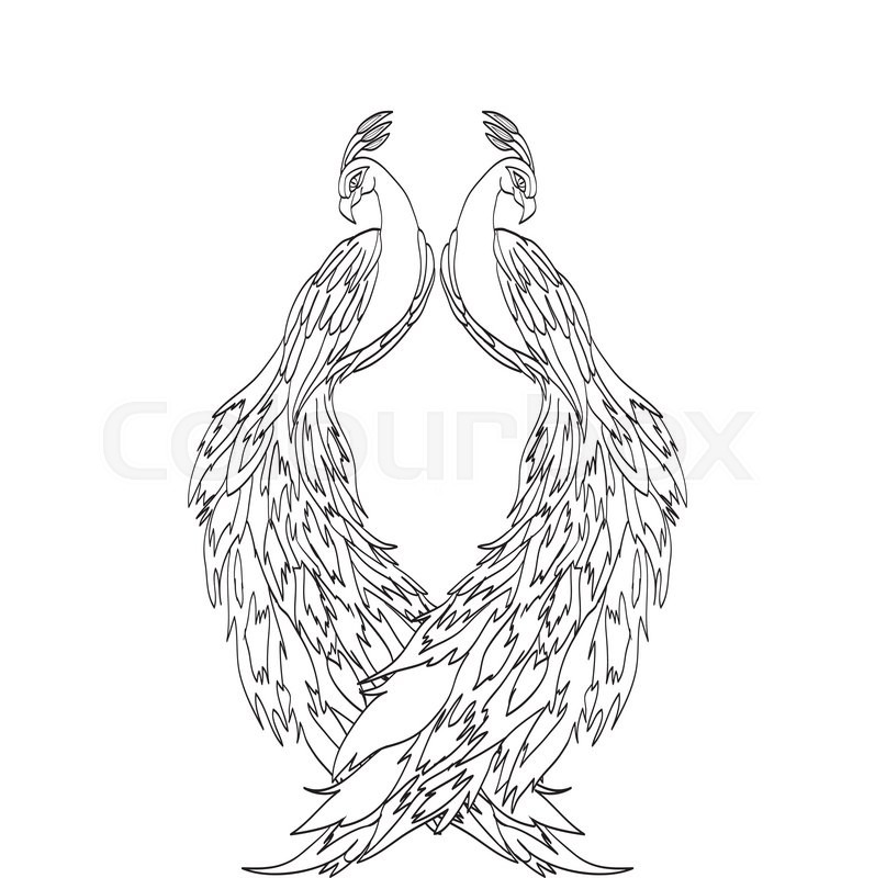 797x800 Peacock Sketch Stock Vector Colourbox