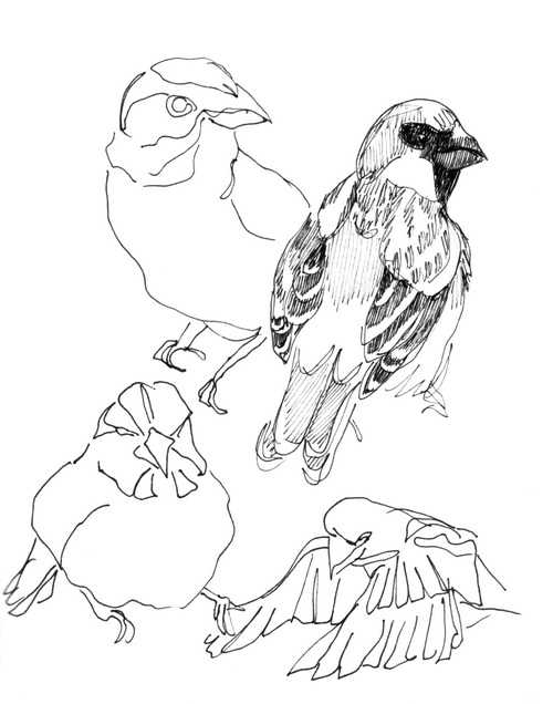 500x636 Birds Of A Feather