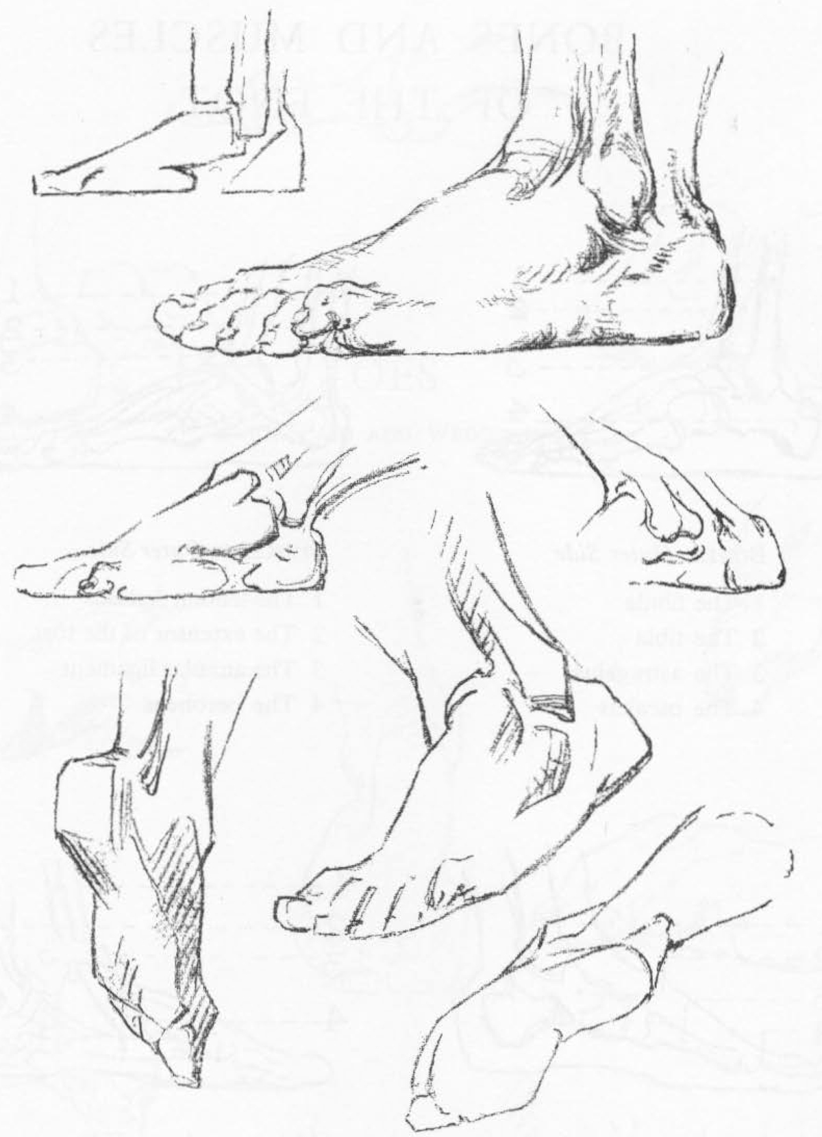 1200x1660 How To Draw The Foot Drawing Feet And The Anatomy Of Them
