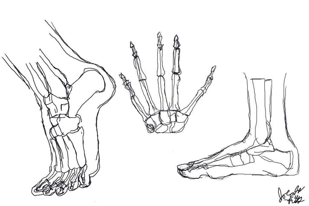 1024x683 Anatomy Studies Hand And Feet By Joycie24