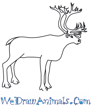 300x350 How To Draw A Caribou