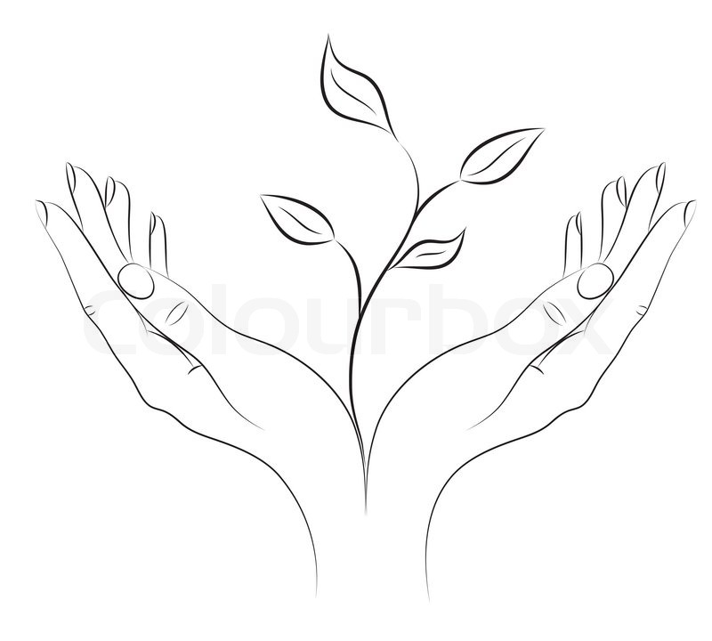 800x720 Young Plant In Female Hands Stock Vector Colourbox