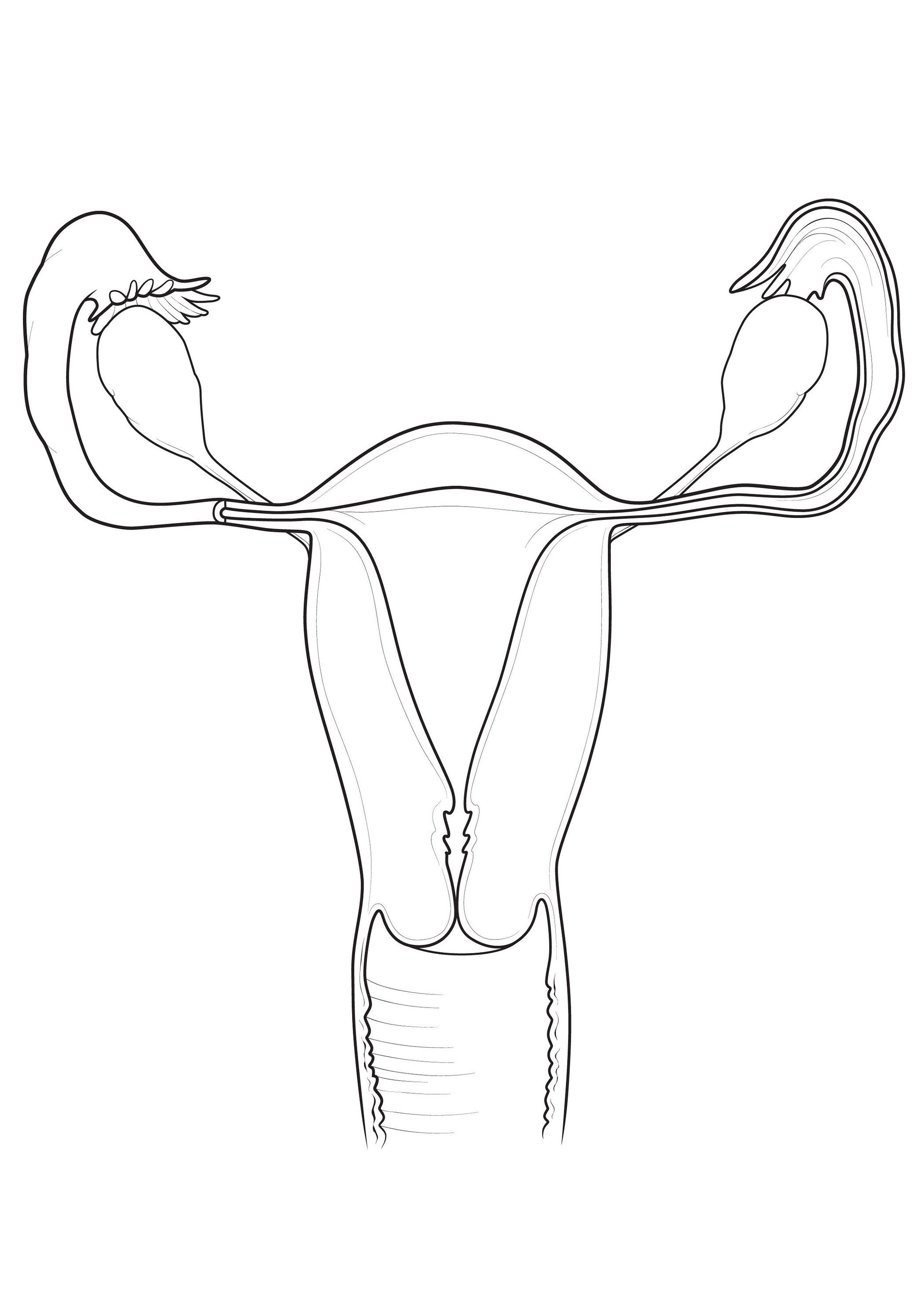 How To Draw Female Reproductive System Easily The Structure Of Female ...