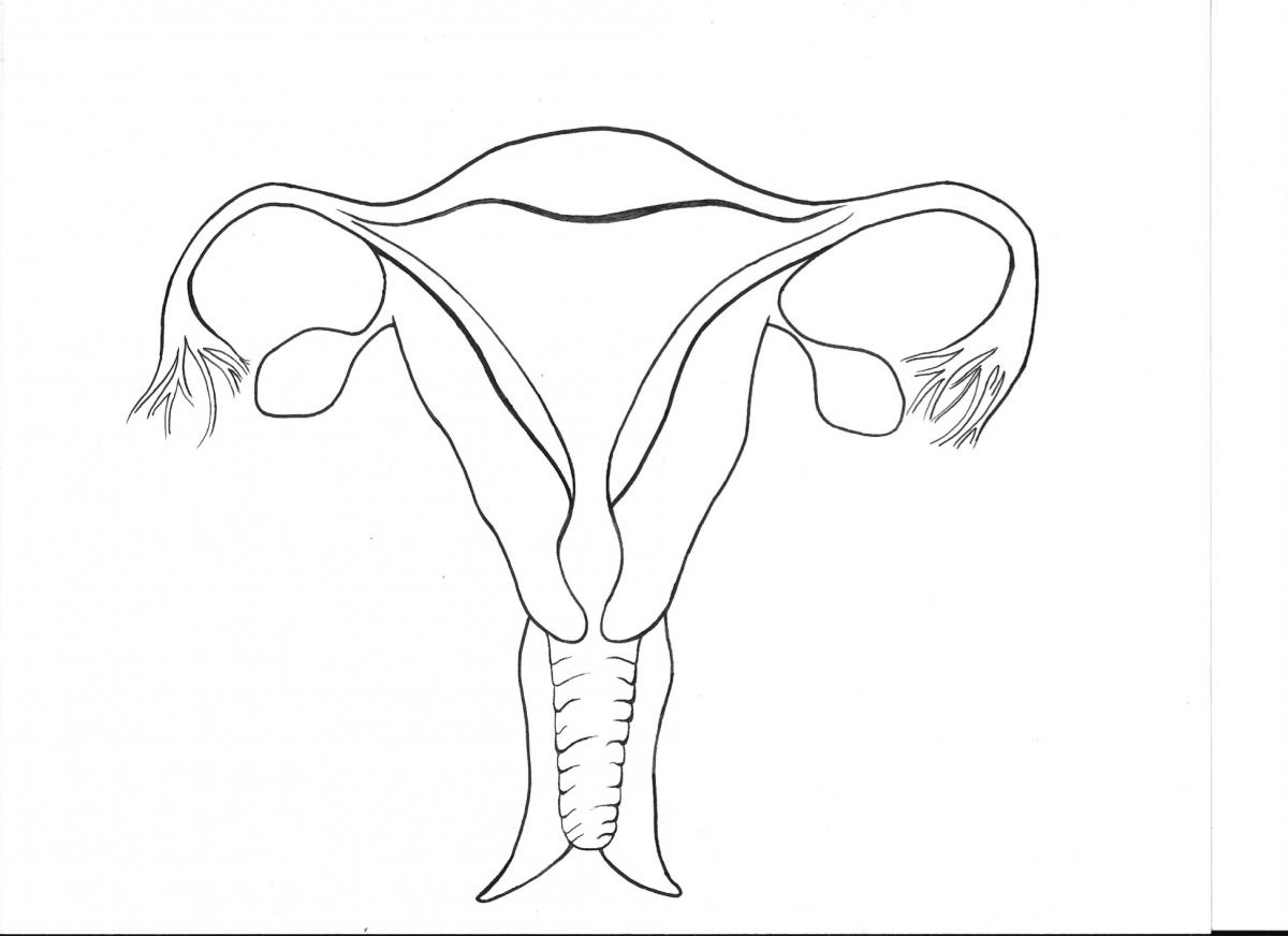1200x872 Anatomy Diagrams Sexinfo Online