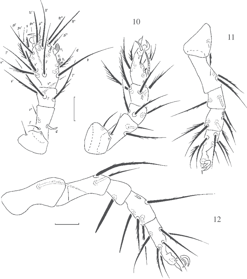 850x960 Figs Allopygmephorus Bakaninae Sp. N., Female Legs