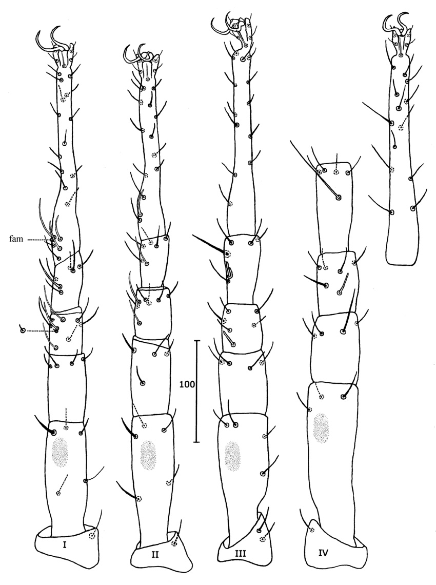 850x1140 Skvarlai Sp. Nov. Female Legs I Iv (From Left, Dorsal View).