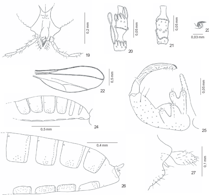 850x791 Figs. 19 27. 19 23, Lopesia Similis Sp. Nov. Adult 19, Female