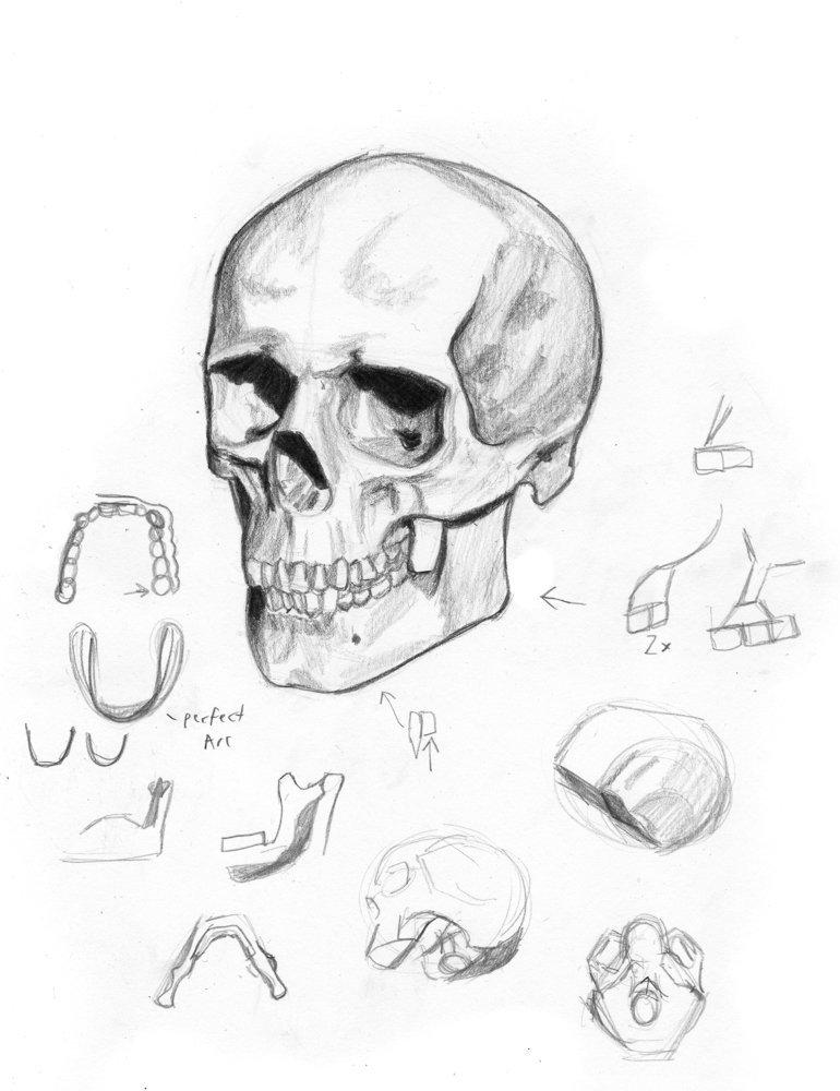 770x1000 Alan North On Twitter Female Skull Study, Again Using