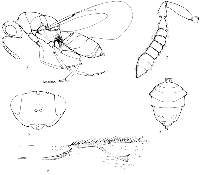 850x745 Systole (Systole) Plana 1 Female, Profile 2 Antenna, Female