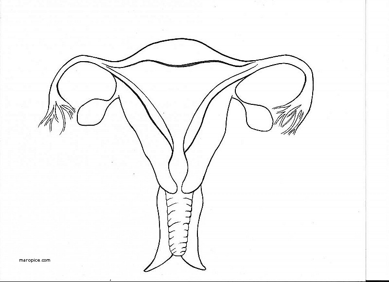 Female Reproductive System Drawing at GetDrawings.com | Free for