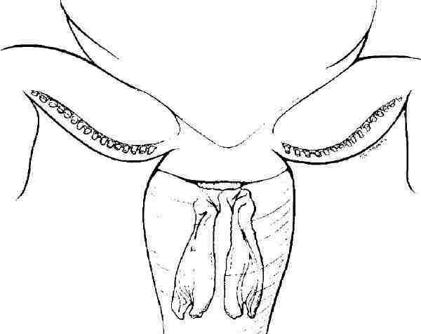 600x477 Reproduction