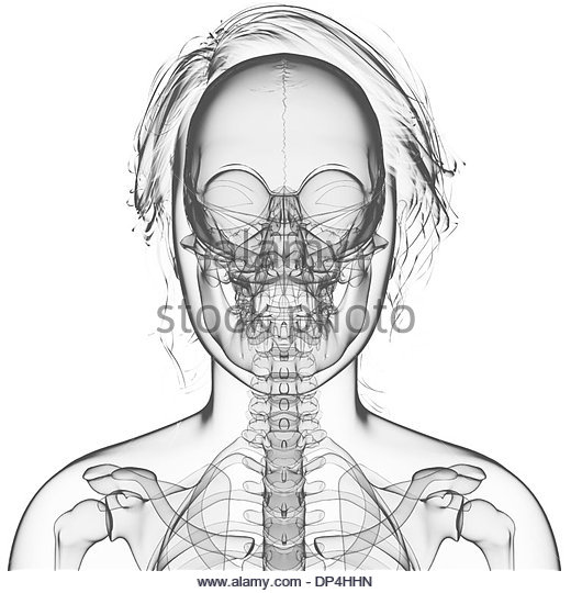 520x540 Female Skeleton Black And White Stock Photos Amp Images