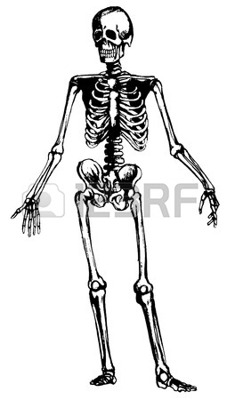 264x450 Hand Drawn Skeleton Royalty Free Cliparts, Vectors, And Stock