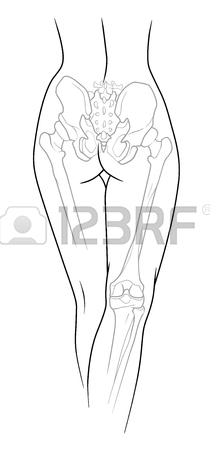 210x450 Long Adductor Hamstrings, Short Adductor Femur And Female Skeleton