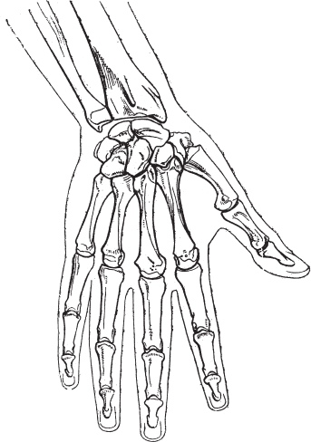 343x488 The Influence Of Bones And Muscles On Form