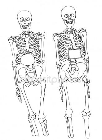 329x450 2d Cartoon Illustration Of Human Skeleton Stock Photo