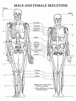 301x400 75 Best Anatomy And Physiology Images On Human Body