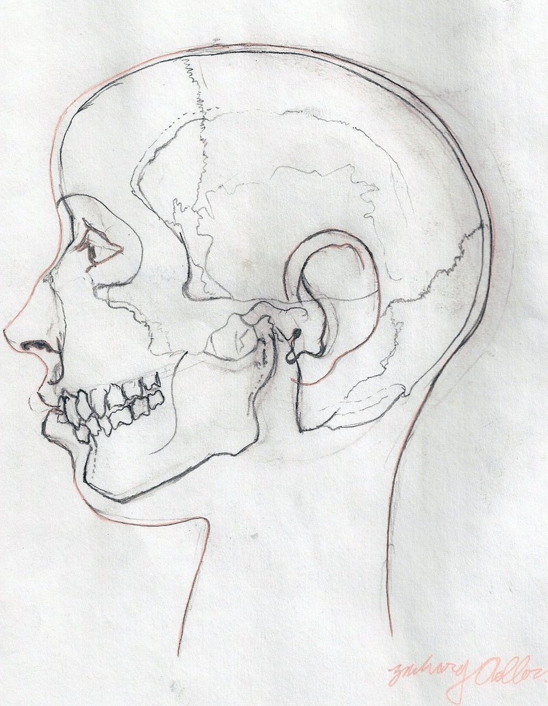 800x1031 Female Skull Inside Head By Mrpurplebackpackman