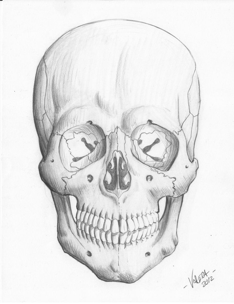 785x1019 Some Sketches From My Mind, About The Rib Cage The Pelvis,