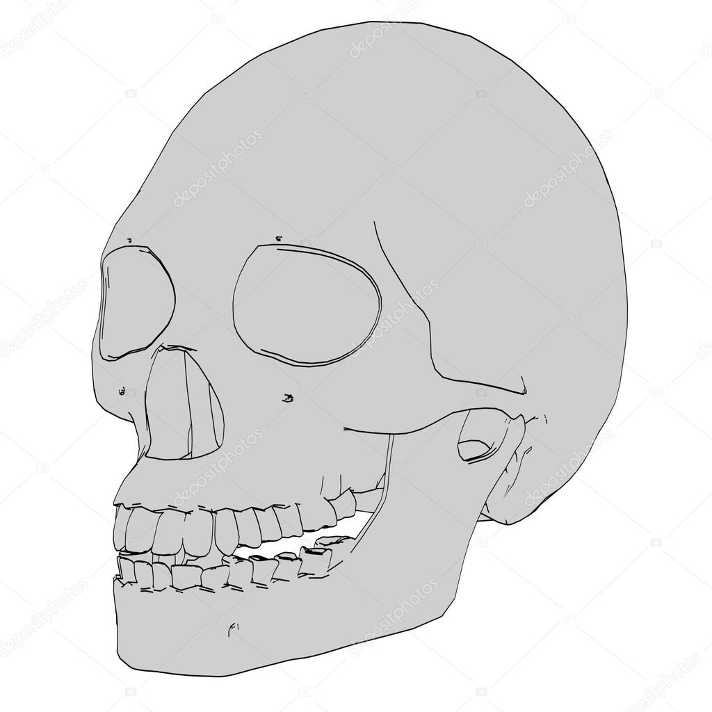 1024x1024 Cartoon Image Of Female Skull Stock Photo 3drenderings