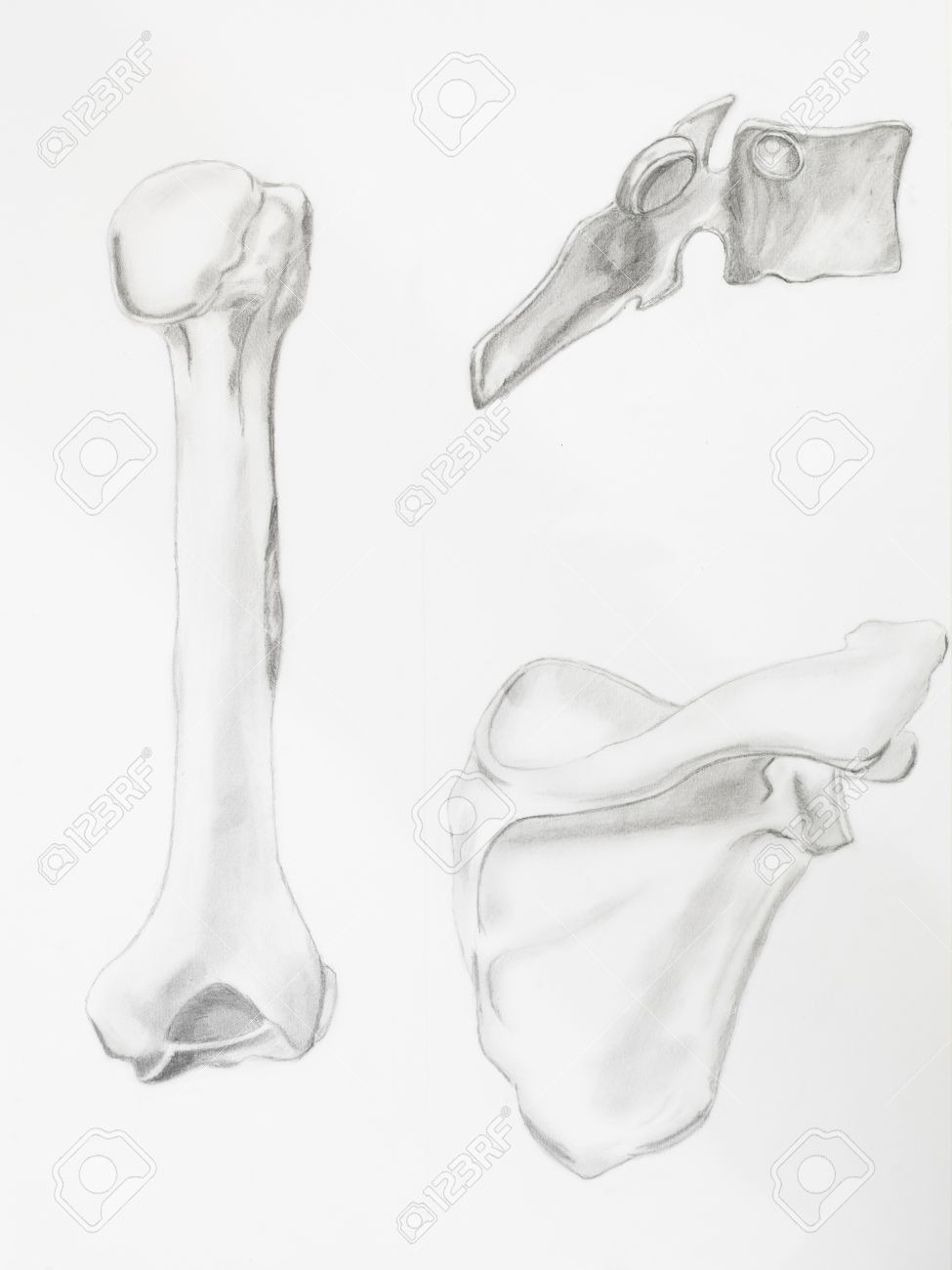 975x1300 Detail Of Humerus Bones Pencil Drawing On White Paper Stock Photo
