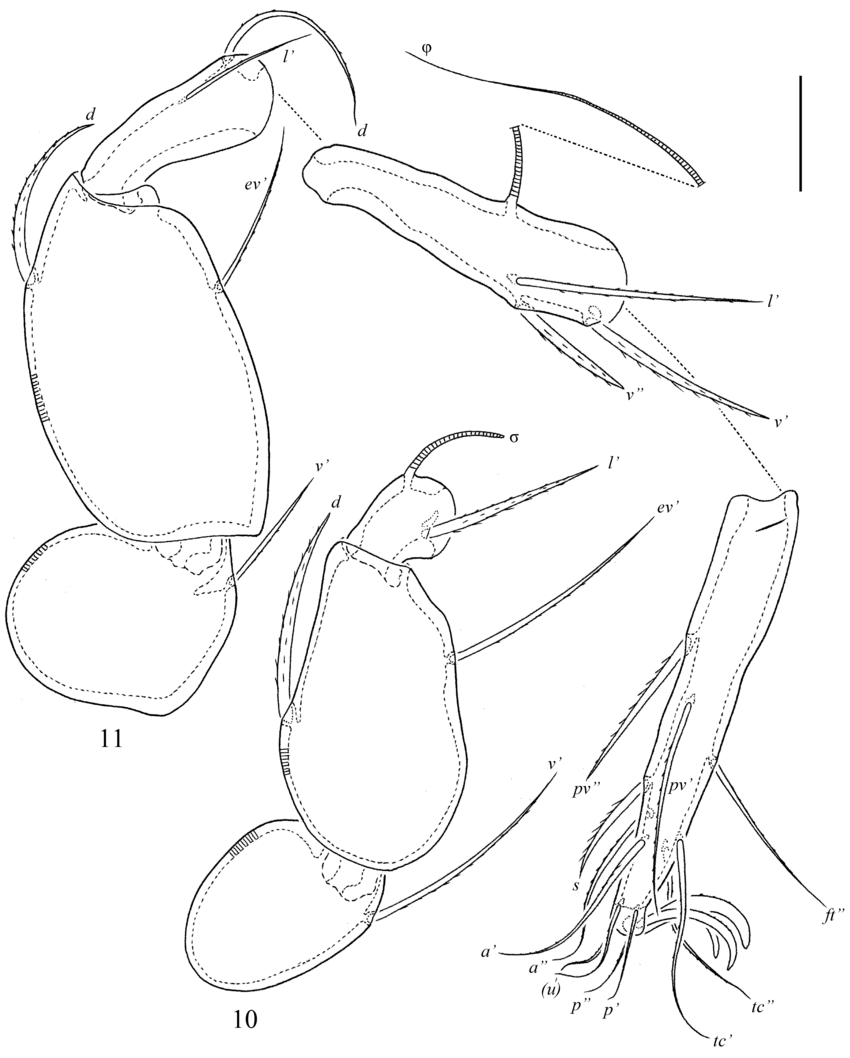 850x1058 Figs. Sacculogalumna Hexasacculata Ermilov Sp. N., Adult