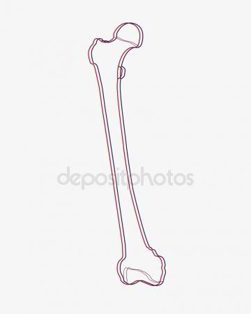 360x450 Human Femur Bone Stock Photo Sciencepics