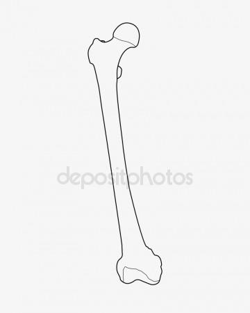 360x450 Human Skeleton Vector Stock Photos, Royalty Free Human Skeleton
