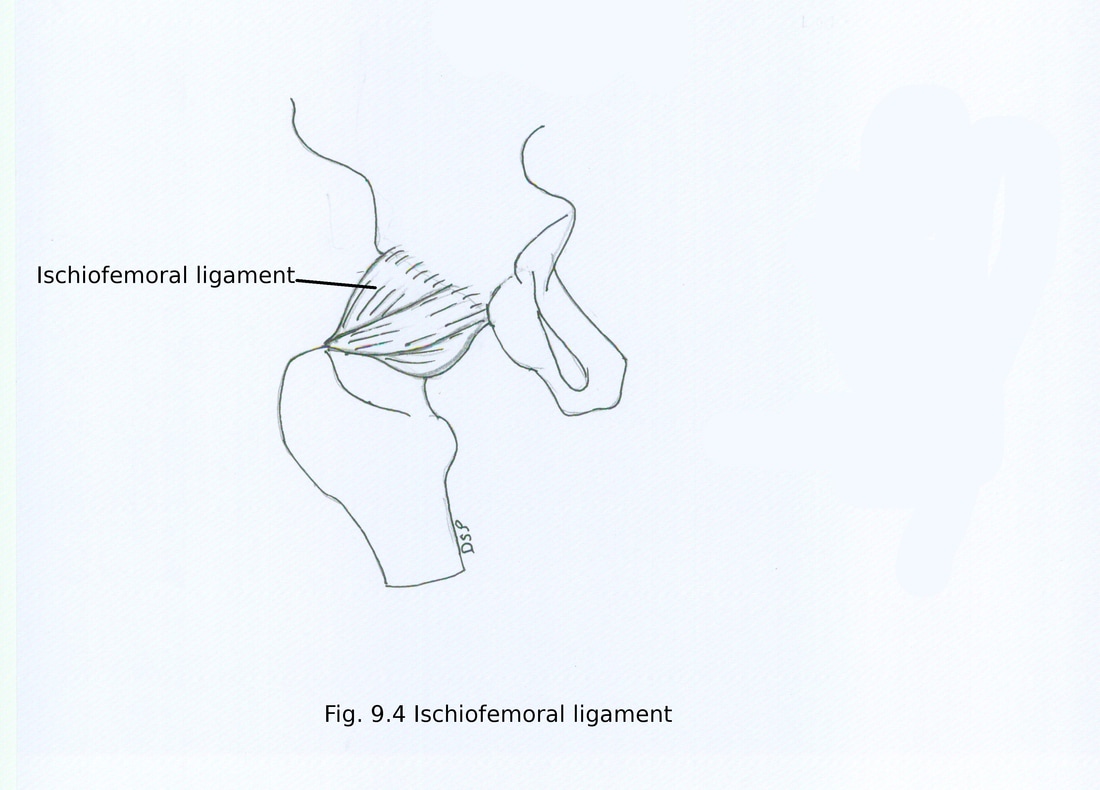 1100x790 Joints Of Lower Limb