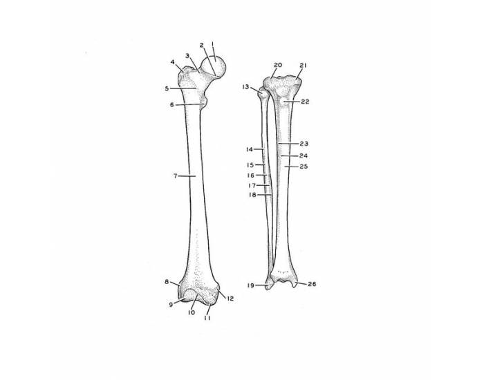 700x550 Right (Anterior) Femur, Tibia, Fibula