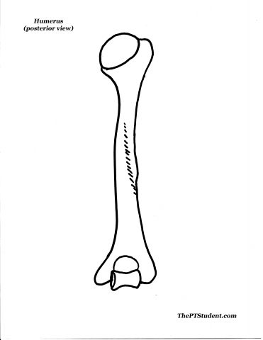 371x480 Bone Drawings Information The Pt Student
