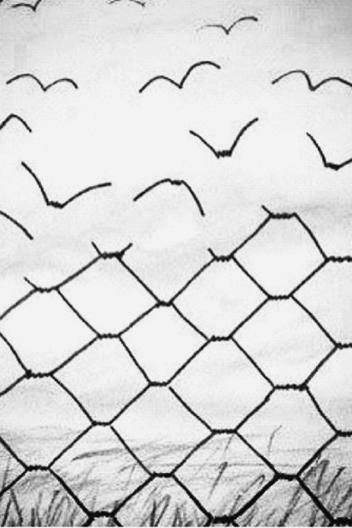 500x750 Bird Fence Surreal Ideas Fences, Urban Art