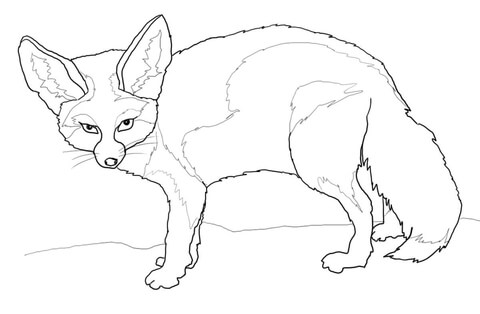 480x314 Fennec Fox Coloring Page Free Printable Coloring Pages