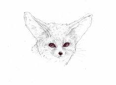 236x173 Fennec Fox Drawing By Esther Garcia Of Butterfat Studios Chicago