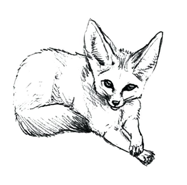 600x592 Coloring Pages Fox 86 Packed With Pin Drawn Fox Desert Fox 1