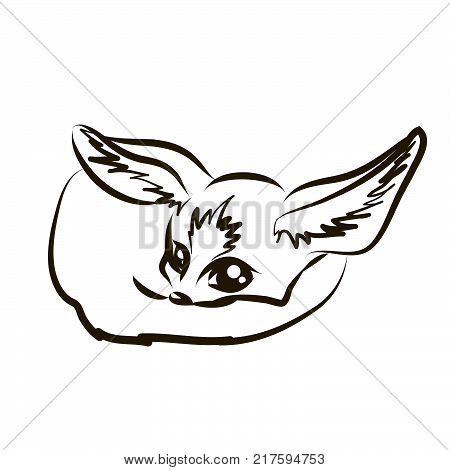 450x470 Fennec Fox Images, Illustrations, Vectors