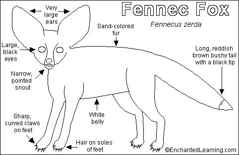 482x313 Fennec Fox Printout